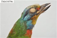 五色鳥藏品圖，第8張